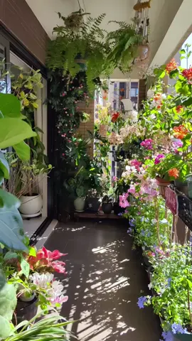 Tạo ra một khu vườn nhỏ 🪴#yeunha #yeunhathichan #trongcay #bancong 