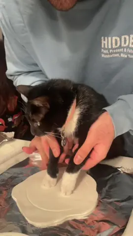 Cute cat paw prints #cat #cute #catsoftiktok #funnycat #fyp #pet #funnyvideos #funnyanimals #foryou #tiktok #usaus 