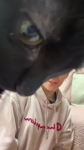 When a cat faces the camera #foryou #funnytiktok #funny #funnyvideos #tiktok #cat #catsoftiktok #funnycat 