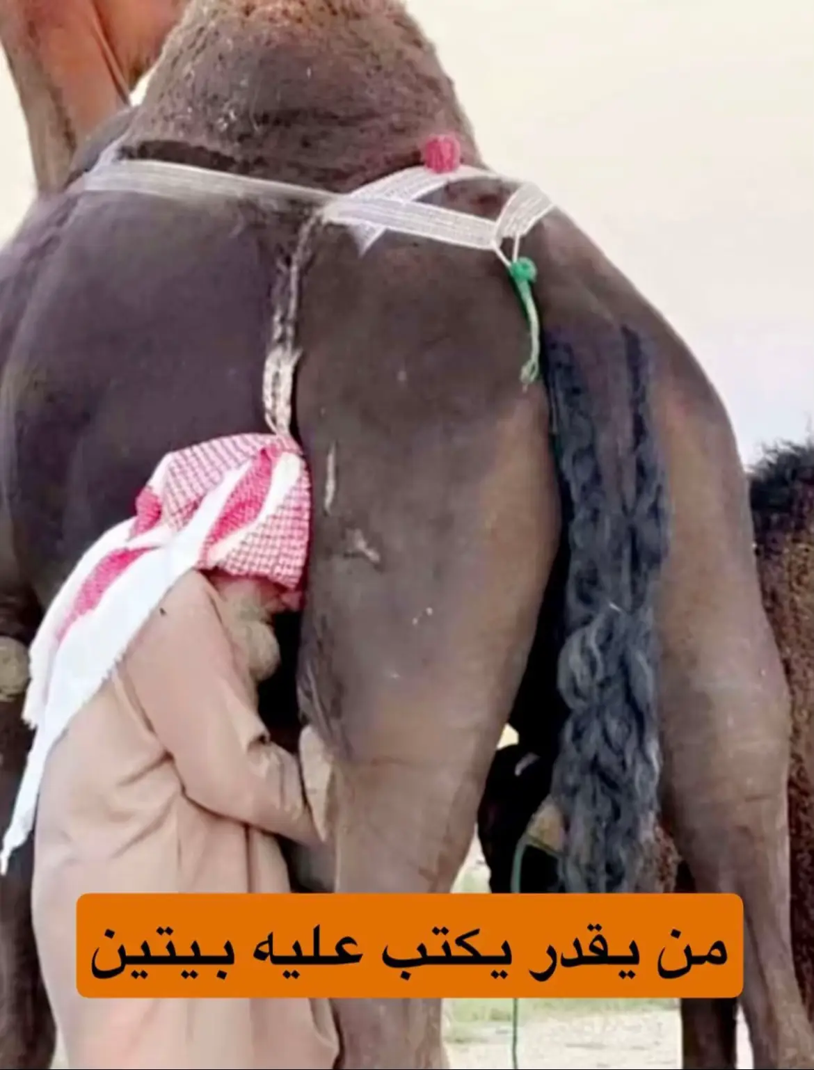 #حسكات_الوبر #حرش_العراقيب #المجاهيم 