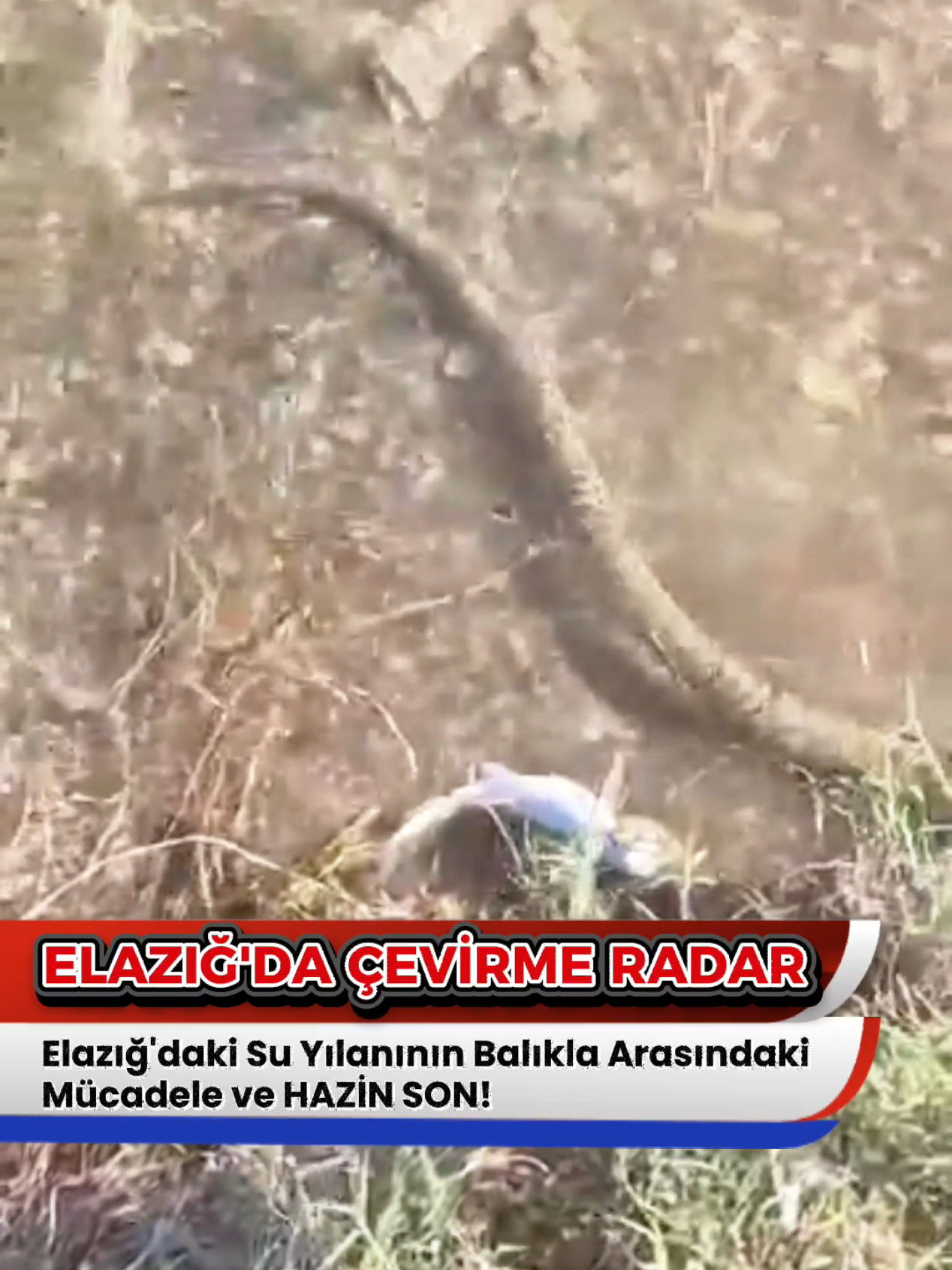 Elazığ'ın Keban ilçesindeki gölette, suyun içindeki yılan ile balığın arasındaki hayatta kalma savaşı, cep telefonu kamerasına yansıdı.  İşte o anlar ve balığın hazin sonu diyelim. #elazig 