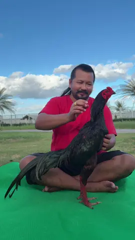 #สามเอี่ยว #สามเอี่ยว💯❣️🐓 #สามเอี่ยว100 