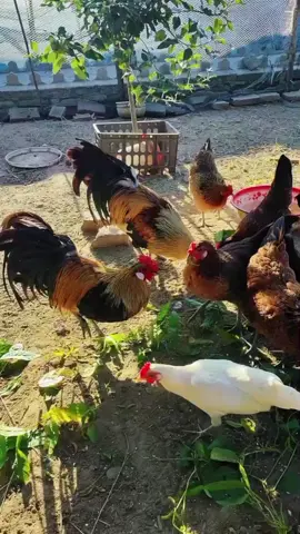 #LanguageLearning #birds #farmlife #chick3n 