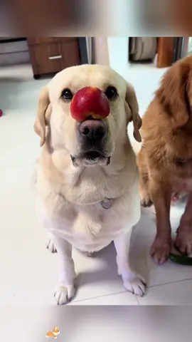 The funny way dogs eat. #funnydog #foryou #dogsoftiktok #fyp #usa🇺🇸 
