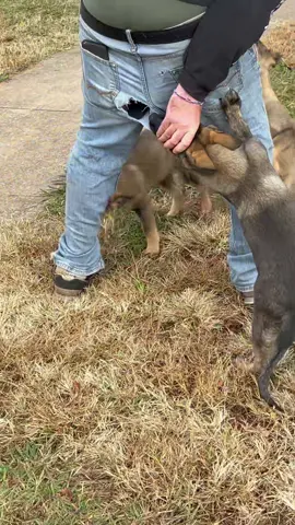 Dogs jumping are dangerous #pet #dogs #funny #dogsoftiktok 