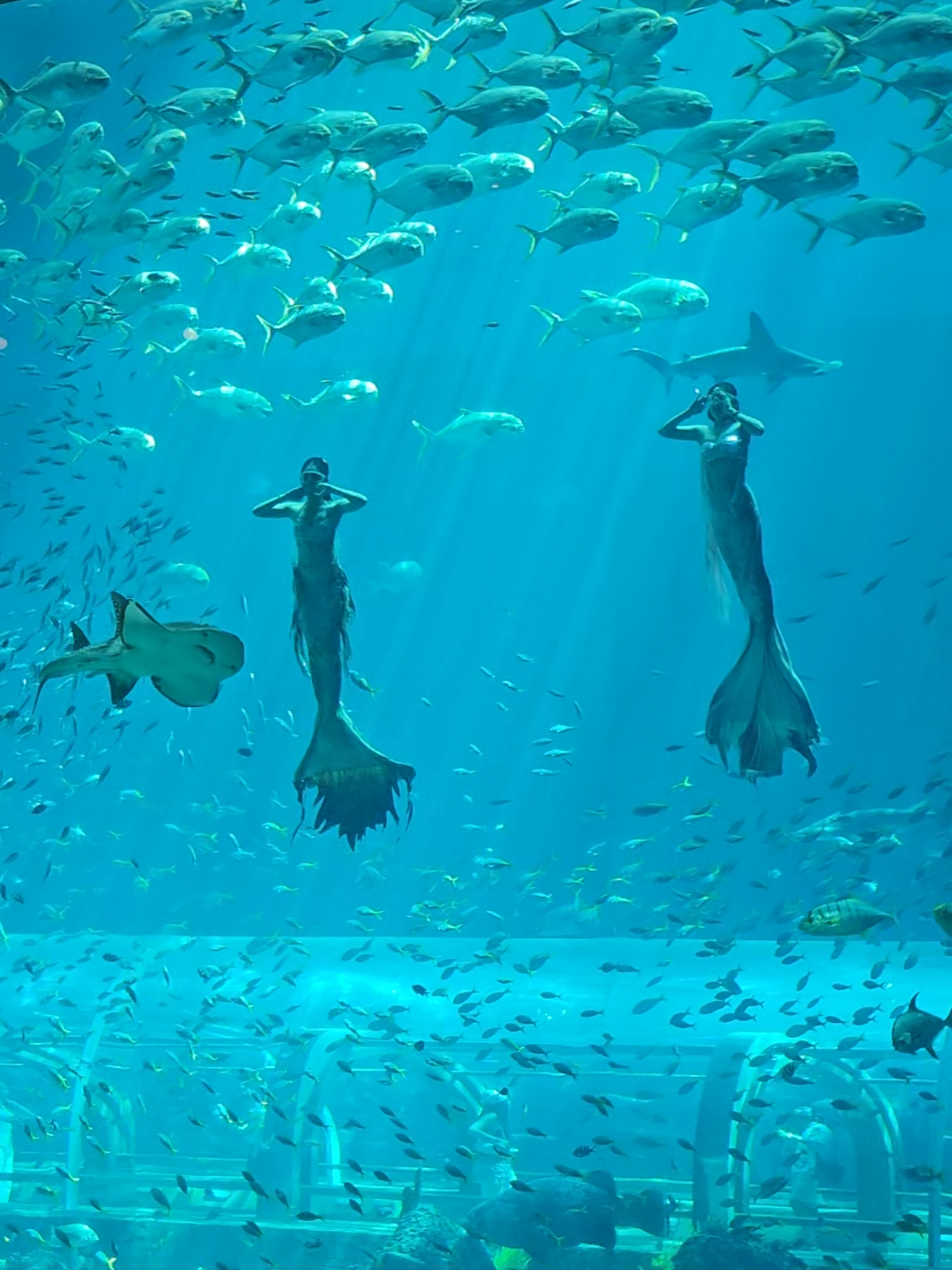 การแสดง Mermaid Show ที่ Vinpearl Sea Shell Aquarium เกาะฟูก๊วก ประเทศเวียดนาม 🇻🇳 #mermaid #vinpearl #aquarium #phuquoc #vietnam 