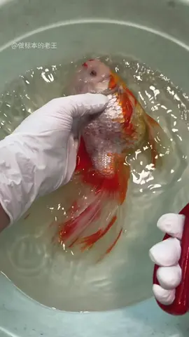 gold fish made by hand craft #DIY #craft #diyproject #viralvideo #diyprojects 