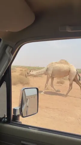 #اكسبلورexplore #السلَي #الحبردي #foryoupage #البل