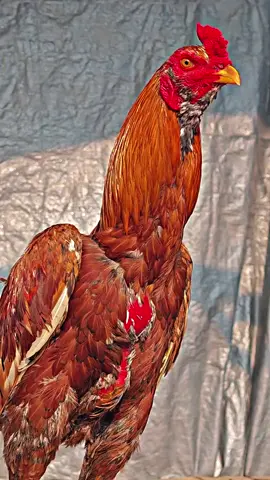 #เทร์นด์วันนี้  เจ้าแดงนกกรด🐦‍🔥💎 #ไก่ชนเงินล้าน🐓🐓🐉 #ไก่พม่าตีเชิง🐓 #พม่าเบอร์แข้ง #คนรักไก่ชน♥️♥️ 