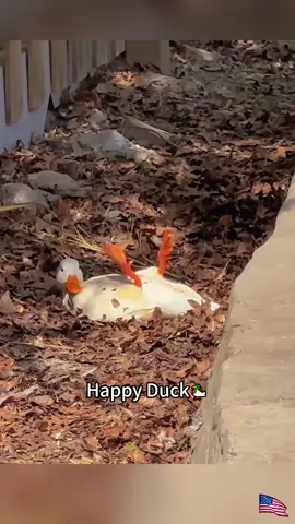 Happy duck 🦆🥰#duck#fyp#funnyanimals#farm#usa 