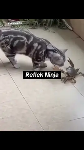 Reflek Ninja di dunia hewan  #kucing #kucinglucu #kucingtiktok #fyppp #foryoupagе 