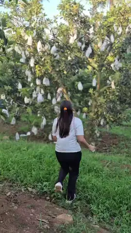admin kebun 08175265262