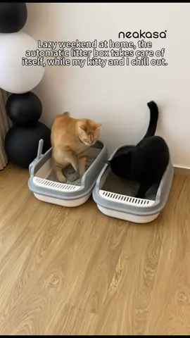 @Neakasa Kickstart your day with a touch, our fully automatic litter box makes American leisure happen right from dawn& top entry litter box#neakasa #NeakasaM1 #CatLitterBox #SmartLitterBox #OpenTopLitterBox 