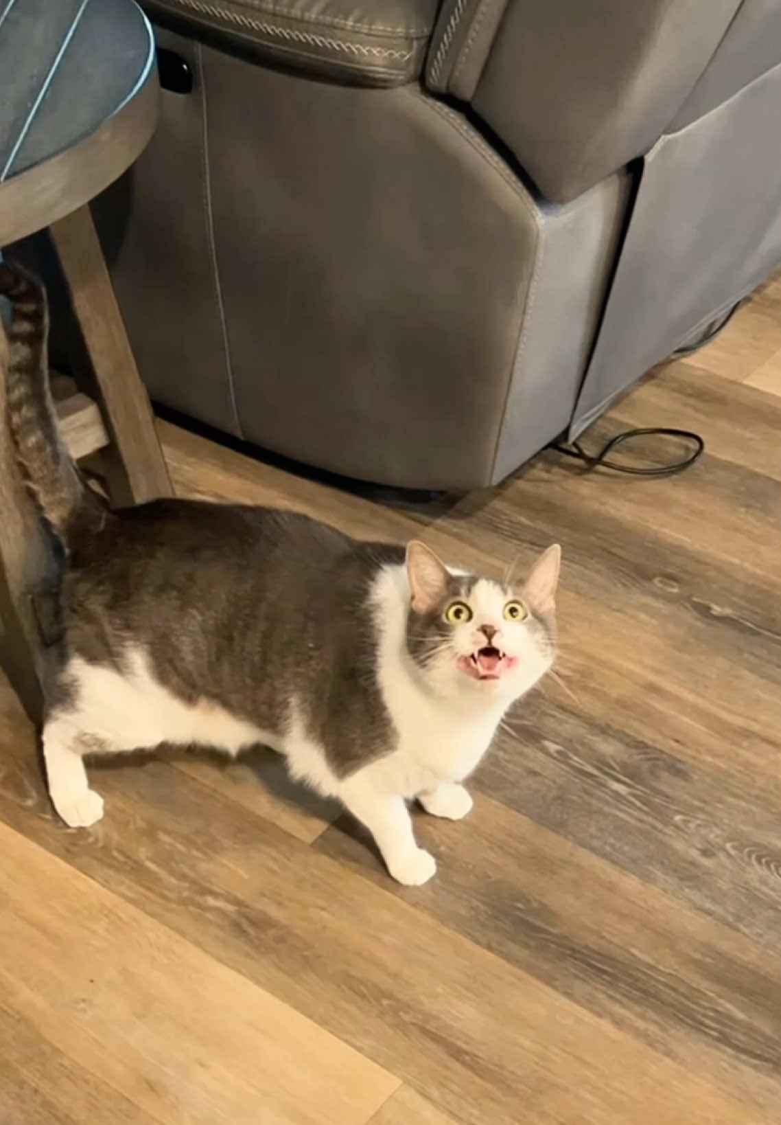 Cat's powerlessness😿#cat #cats #catlover #catsoftiktok #kitten #fyp 