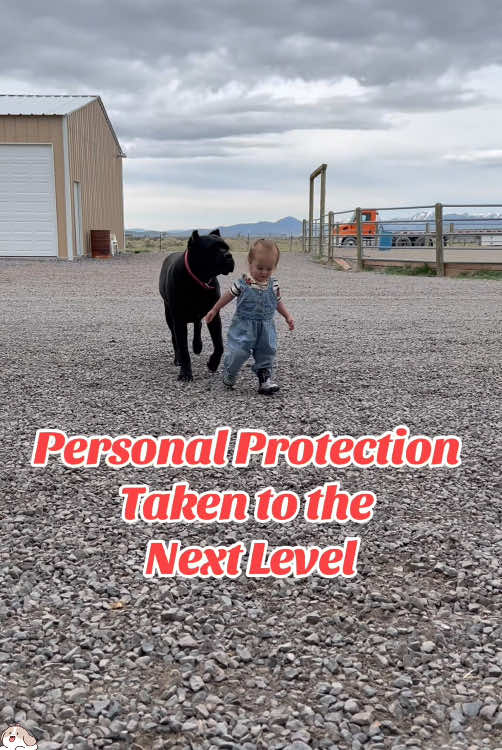 Rottweiler and baby 🥰#rottweiler #dog #protect #fyp #baby #pet 