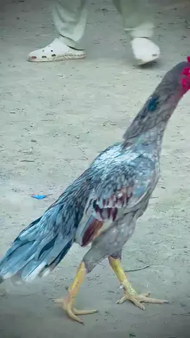 #foryou #foryoupage #aseellovers #aseelmurga #viralvideo 