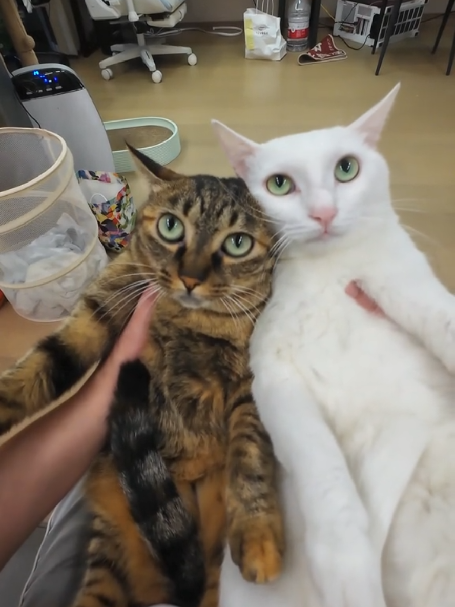 Fufu & Qeiqei  #fyp #fufucat #pets #catlover #catsofttiktok 