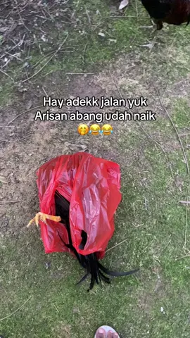 Matambero #salamkakikiri #salamsatuhoby🐓🐓🐓🙏 #philippines🇵🇭tiktok #ayamphilipin🇵🇭 #import 