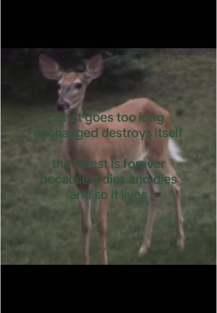 #poetry #forest #real #relatable -Ursula le guin