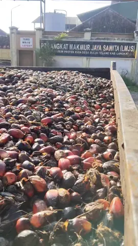 Harga BR pt.lmss  / PT.lmjs harga SELASA tgl 22-9-2025 -A =rp.4.730(cair sama punya brondolan) -B/eltor = rp.4.630 (cair sama punya brondolan)..NB:  -fee sp ditanggung kantor. -buah tidk layak ke A akan dikonfirmasi ke B. Harap rekan2 jaga kualitas buah..untuk ngucur air ma pecah tdk terima/bungkus..trims. 081270183687 /  WA. +62 821-6245-0592 #fyp #fypbrondolanbalap #brondolansawet #brondolanbalap #lmjs