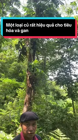 Củ Nưa tiêu hóa và gan rất tốt#trieunghi #sứckhoẻchomọinguoi 