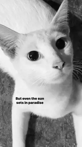 #lyrics #music #payphone 