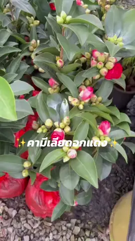 อังคาร9โมงเจอกันนะคะ❤️#คามีเลีย #คามีเลียดอกสีแดงร้านรุ่งเรืองไม้ดี #ไม้ดอก #ต้นไม้ #ต้นไม้ประดับ 