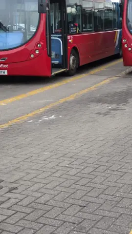 Unlucky seagull #seagull #seagulls #cat #funnyvideos #animals #bird #birds #beautiful #sea 