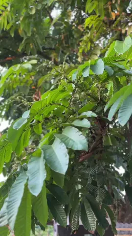 Emot api😋#ksframe #edan_tiger #fyp #viral 