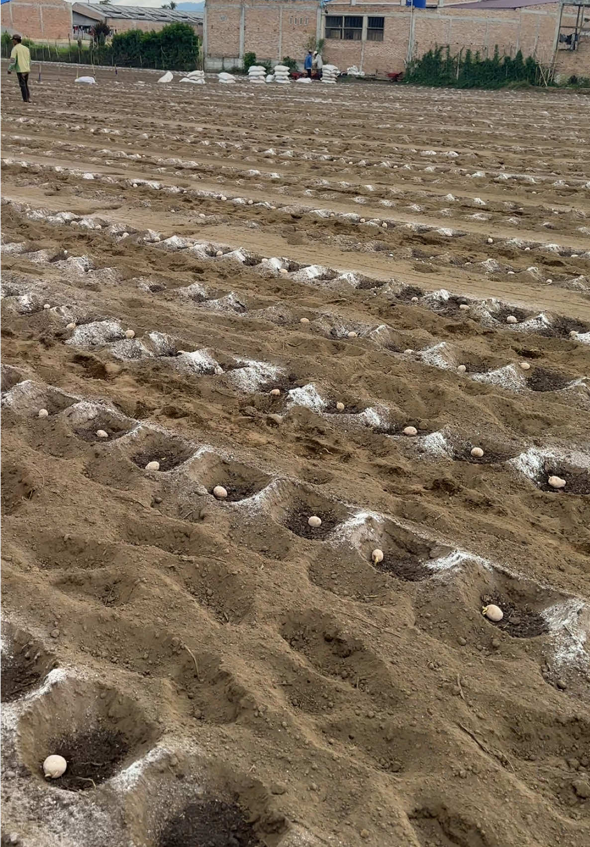 Penanaman Kentang G2 #petaniindonesia🇮🇩🇮🇩🇮🇩🌿🌿 #petanimuda#petanikentang #perjumajuma😁😁😁 #fyp 