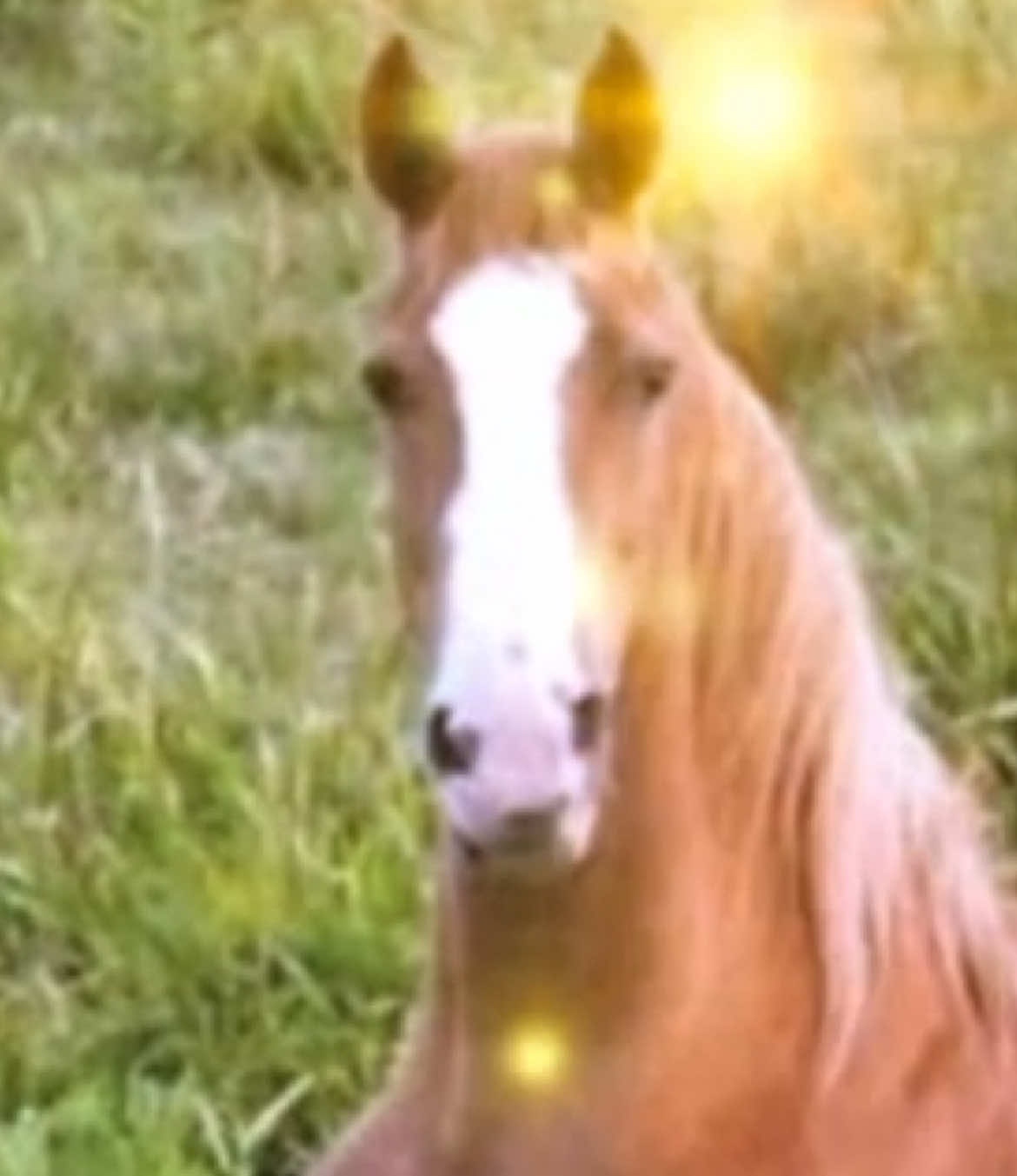 Daily horse meme is back !! #meme #funnytiktok #tiktokmeme #horsememe #horse 