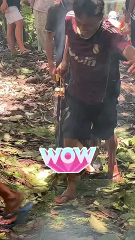 warga kampung turun untuk manen ikan tapah😱#viraltiktok #fyppppppppppppppppppppppp #fhising #tapahmonster 