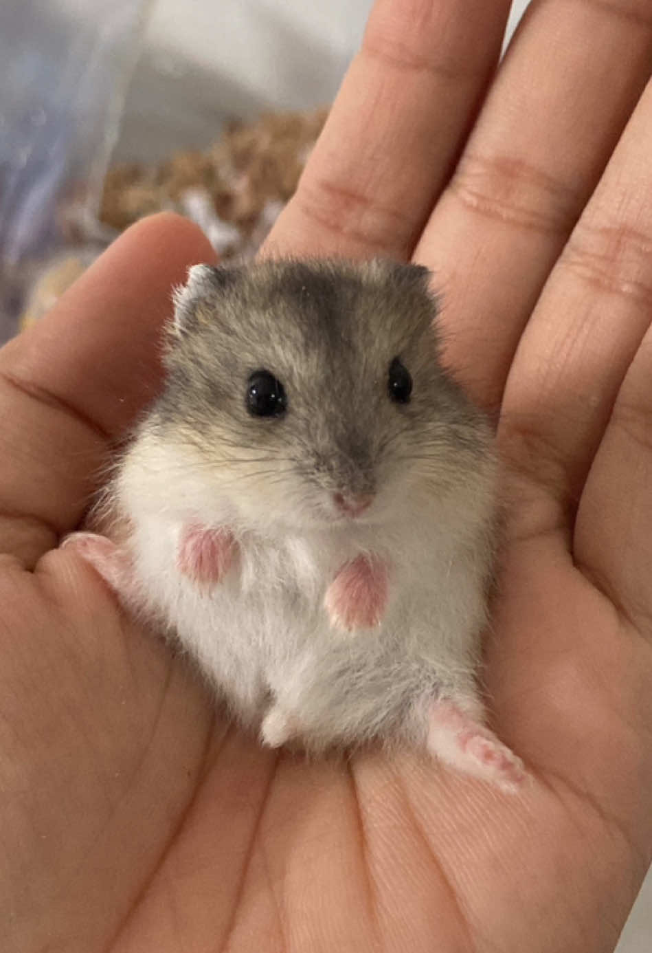 alooo #hamster 