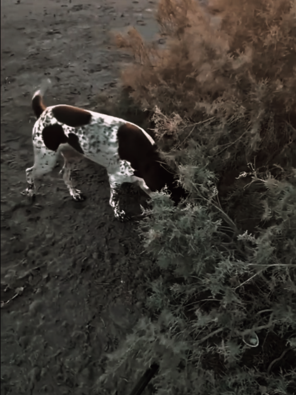 #محمود_شاكر #شعب_الصيني_ماله_حل😂😂 #مشاهير_تيك_توك #اكسبلور 