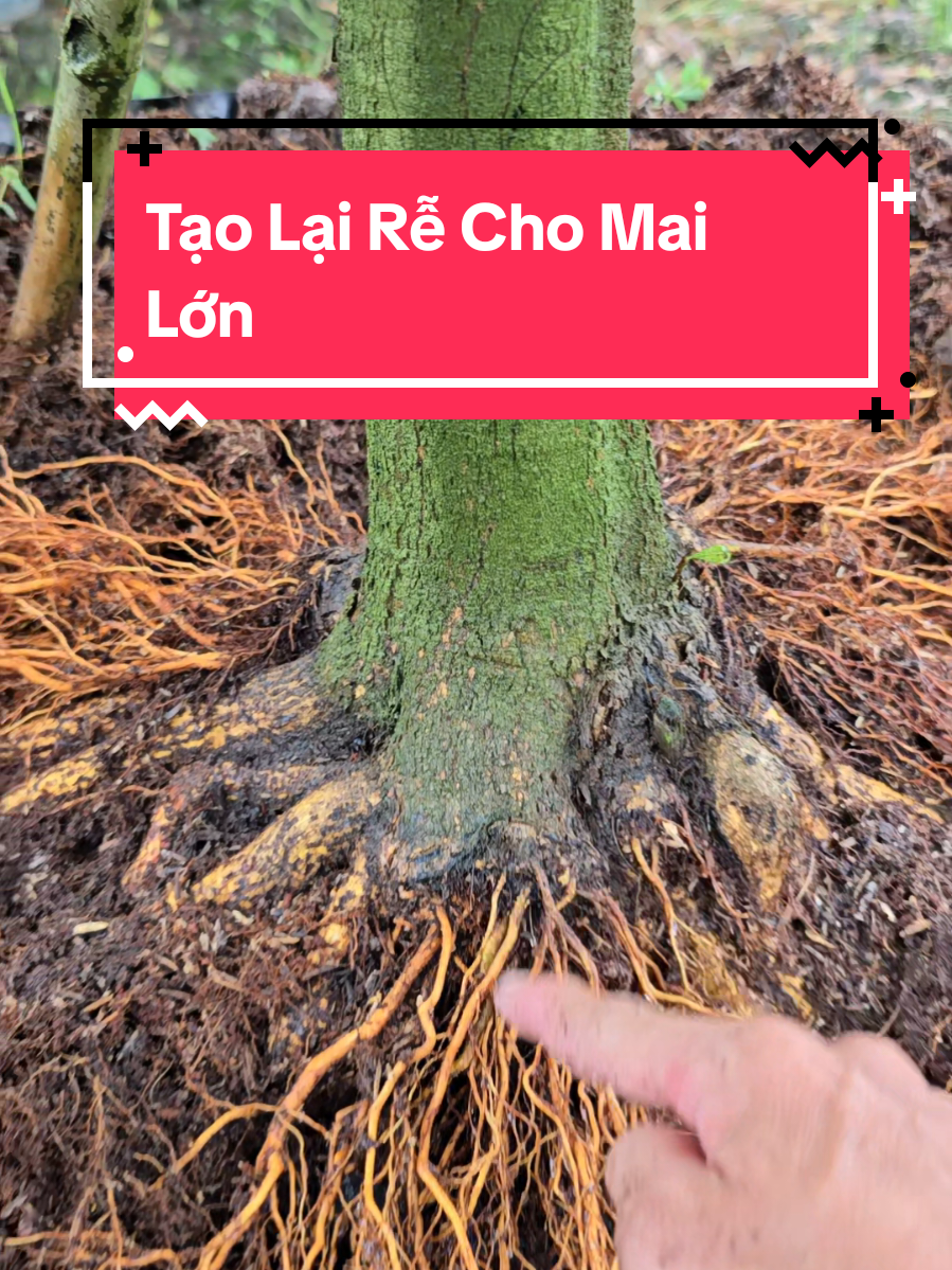 Tạo lại rễ 24h cho mai vàng lớn #kichremaivanga01 #maivangsapde #maivang 