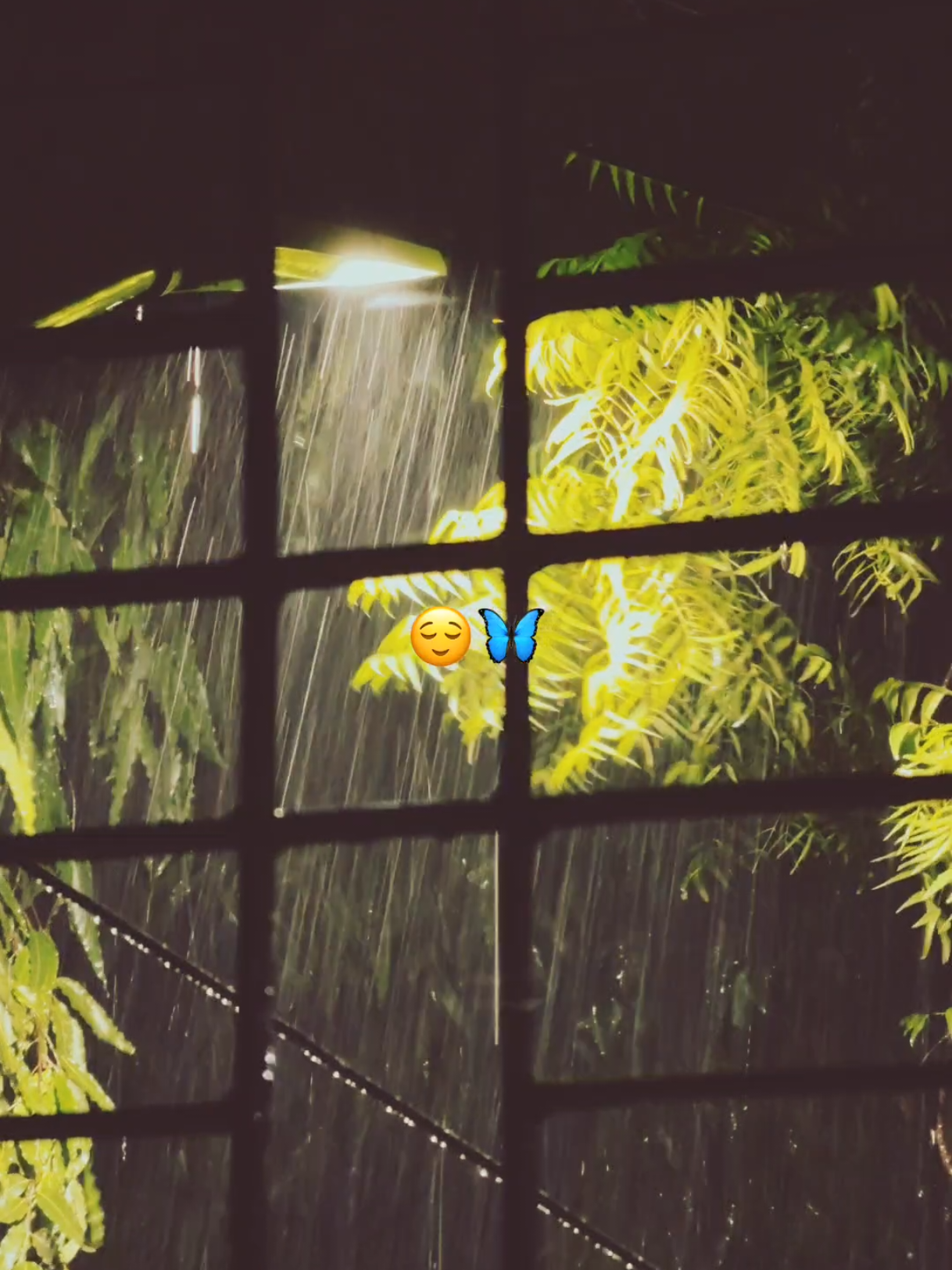 সত্যি বলতে একটুও কষ্ট লাগে না 😌🦋 #Foryou #foryoupage #fyp #fypシ #fs_ferdaussunny 