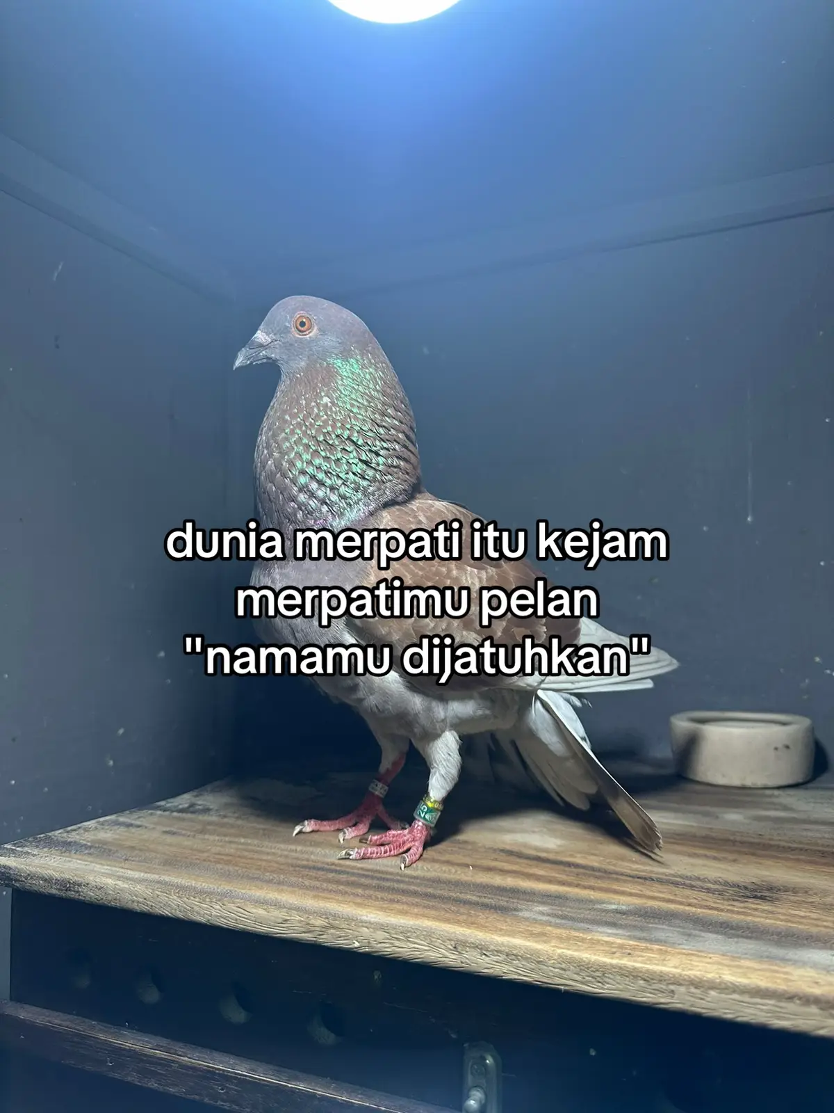 #fyppppppppppppppppppppppp#merpatibalapindonesia#merpatibalapklaten#merpatisprint#foreyoupage