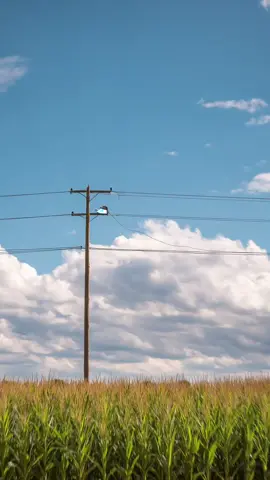 ДТЕК та Kukurudza вирішили врятувати СММНиків від вигоряння, чи вийде в них?  #2025 #ДТЕК #світло 