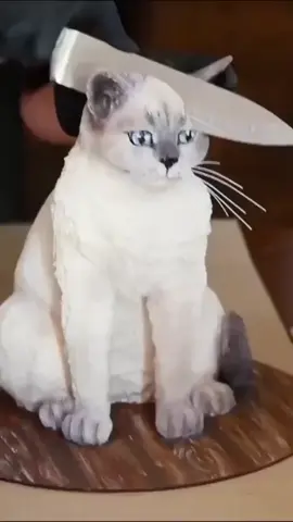 Funny cat#foryou #foryou #animals #fyp #trending 
