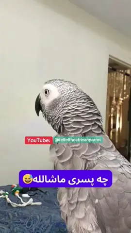 عاشق شد رفت😆 #کلیپ_باحال #کاسکو #طوطی #کلیپ_خنده_دار #پرنده 