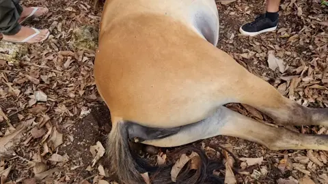#horse #wild #Tonga #island #food 
