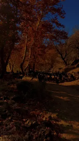 #davarabarzan #frends #nwe #پايز🍂🍁 #