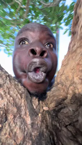 #ahoufe_ #viral #trending #fyp #trend 