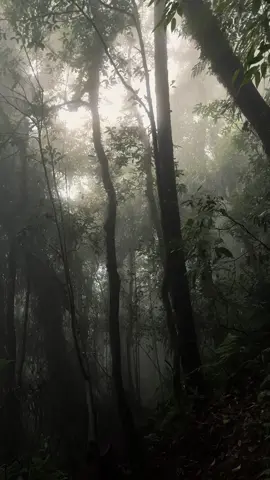 Kabut lembut🍃 #alam #nature #vibeskabut #vibessad🥀 