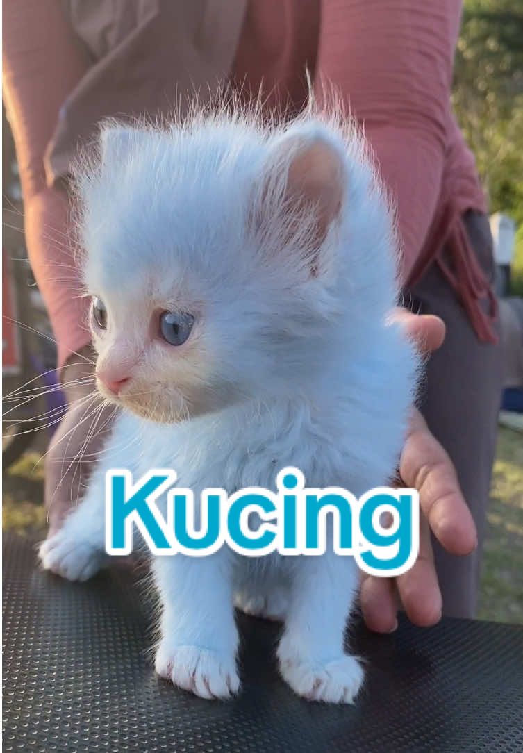 Kucing ajaib. #kucing 