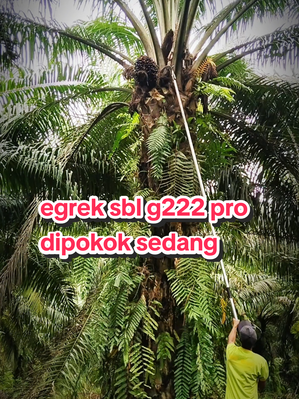 panen sawit varietas socvindo lame, menggunakan egrek sbl g222 pro#panensawit #sbl #egrekoriginal #sukiminsamahung 