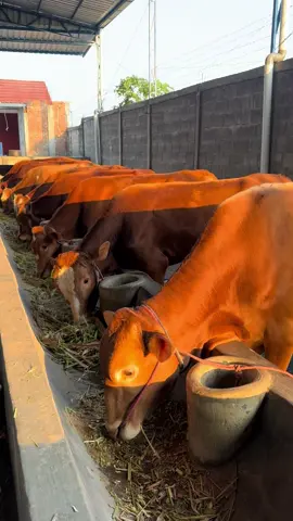 Ready limosin cross saudara #peternaksapiindonesia #peternakmuda #qurban2026 #ternak #fyp    