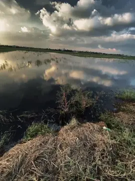 爱情只有新鲜的时候才美丽，枫树只有刚刚绽放的时候才美丽 Tình yêu chỉ đẹp khi còn tươi mới, và hoa chỉ đẹp khi vừa mới nở.#anhquoc876 #fbtxuhuong 
