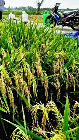 bayangkan panen padi hanya dengan 65hari saja tanam benih padi AGT 3 0 3 UNGGUL panen pun singkat dan melimpah  #benihpadiunggul #agt303 #benihpadi #padiunggul #petanikaya 