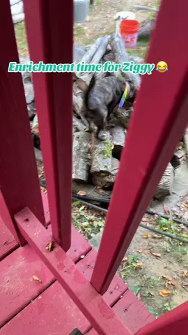 I think the chipmunks actually enjoy torturing her haha #dogs #fyp #dogsoftiktok #eattherich 